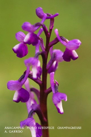 Filum: Magnoliophita. Clase: Liliopsida. Orden: Orchidales Familia Orchidaceae. Género: Anacamptis.
Especie: Anacamptis  morio subespecie  champagneusii
