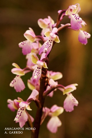 Filum: Magnoliophita. Clase: Liliopsida. Orden: Orchidales
Familia: Orchidaceae. Género: Anacamptis.
Especie: Anacamptis morio
