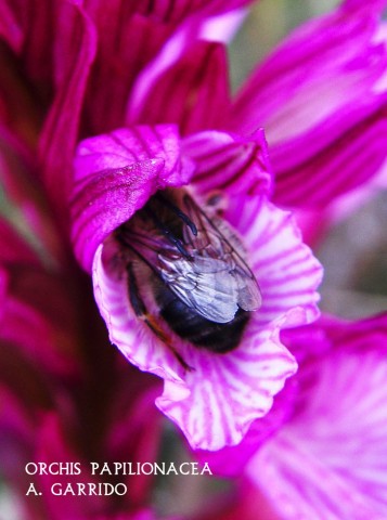 Anacamptis papilionacea subsp. expansa. Ordinariamente conocida por Hierba del Muchacho. Nueva en este género, también se la puede encontrar en bibliografías  como Orchis papilionacea.
Es una de las más abundantes y bonitas de nuestras orquídeas. Su inflorescencia es una espiga densa de color púrpura-rosada, con finas líneas y manchas más oscuras. Su altura puede alcanzar los 25 cm. aunque puede no llegar a los 10.
En primaveras demasiado lluviosas, como ésta del 2013, puede llegar a ser realmente escasa.
Florece de Marzo a Mayo en praderas, y en claros de bosques de encinas. 
