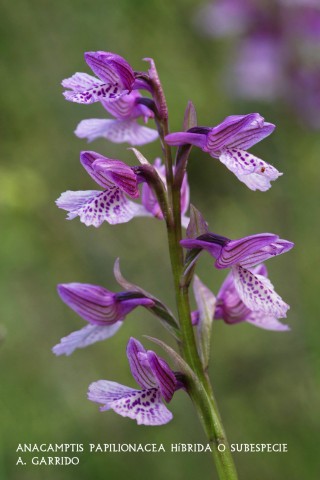 Filum: Magnoliophita. Clase: Liliopsida. Orden: Orchidales
Familia: Orchidaceae. Género: Anacamptis.
Especie: Anacamptis papilionacea híbrida o subespecie.