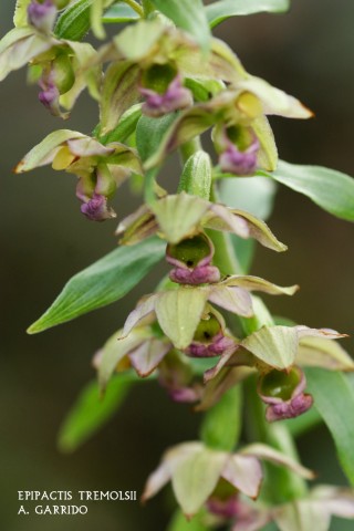 Filum: Magnoliophita. Clase: Liliópsida. Orden: Orchidales
Familia: Orchidaceae. Género: Epipactis
Especie: Epipactis tremolsii
