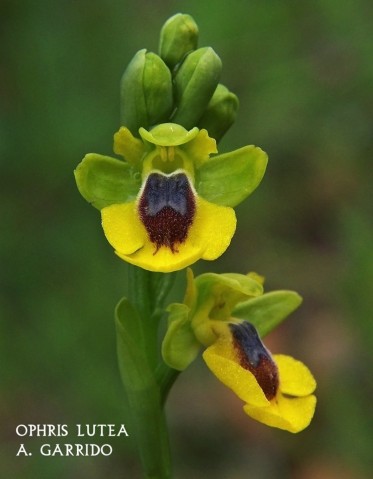 Filum: Magnoliophita. Clase: Liliópsida. Orden: Orchidales
Familia: Orchidaceae. Género: Ophris
Especie: Ophris lutea.
