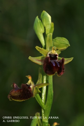 Filum: Magnoliophita. Clase: Liliópsida. Orden: Orchidales
Familia: Orchidaceae. Género: Ophris
Especie: Ophris sphegodes: Flor de la Araña.
