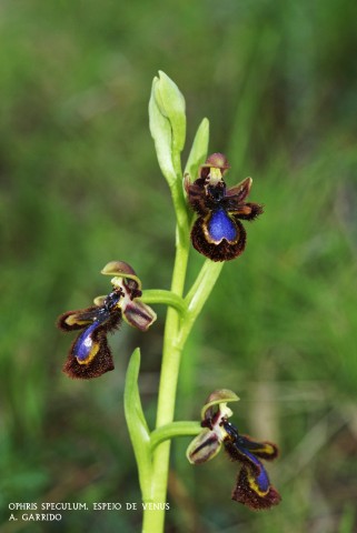 Filum: Magnoliophita. Clase: Liliópsida. Orden: Orchidales
Familia: Orchidaceae. Género: Ophris.
Especie: Ophris speculum: Espejo de Venus.
