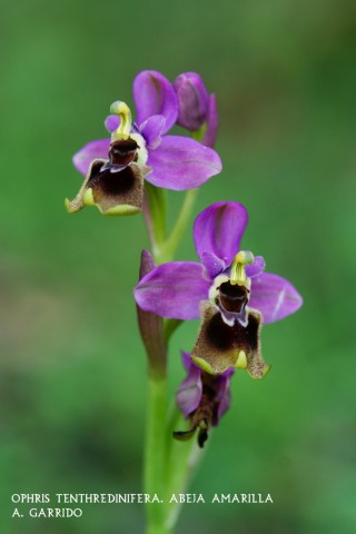 Filum: Magnoliophita. Clase: Liliópsida. Orden: Orchidales
Familia: Orchidaceae. Género: Ophris.
Especie: Ophris tenthredinifera: Abeja Amarilla.
